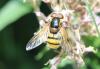 Volucella inanis